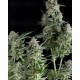 Northern Lights CBD Pyramid Seeds