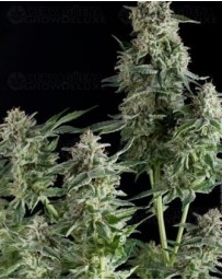 Northern Lights CBD Pyramid Seeds