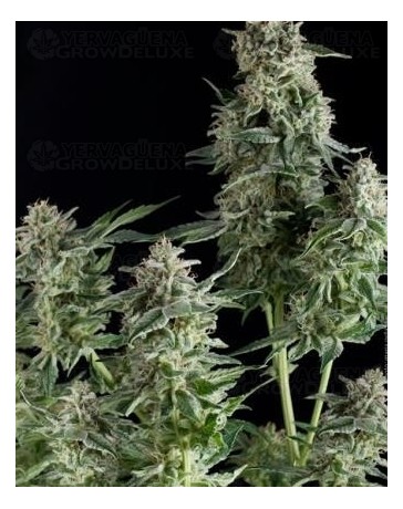 Northern Lights CBD Pyramid Seeds