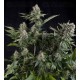 White Widow CBD Pyramid Seeds