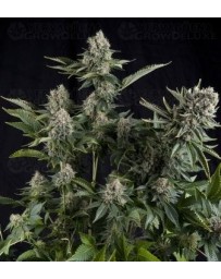 White Widow CBD Pyramid Seeds