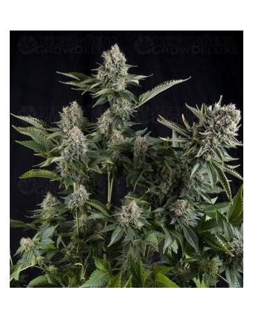 White Widow CBD Pyramid Seeds