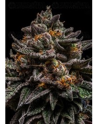 Brain Cake Ripper Seeds