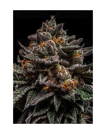 Brain Cake Ripper Seeds