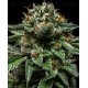 Chempie Ripper Seeds