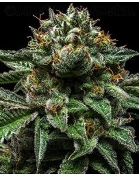 Chempie Ripper Seeds