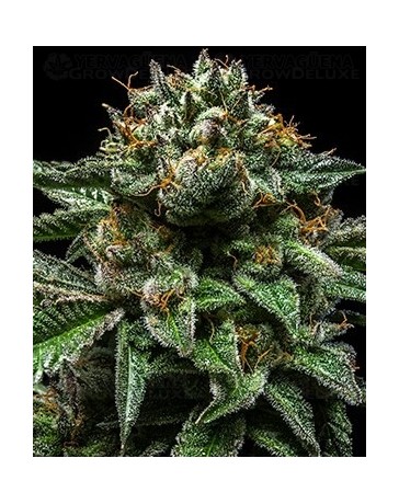 Chempie Ripper Seeds