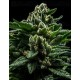 DO-G Ripper Seeds