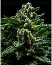 DO-G Ripper Seeds