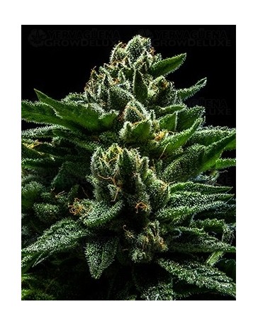 DO-G Ripper Seeds