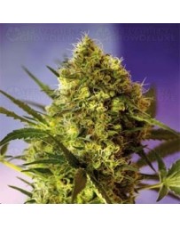 Big Devil Sweet Seeds autofloreciente