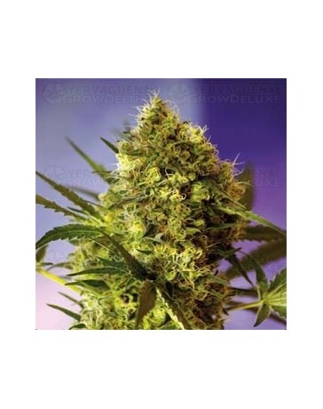 Big Devil Sweet Seeds autofloreciente