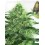 Sideral Ripper Seeds