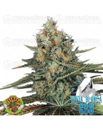 Viuda Blanca CBD Venus Genetics