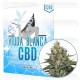 Viuda Blanca CBD Venus Genetics