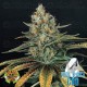 Viuda Blanca CBD Venus Genetics