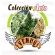 Colección AUTO Venus Genetics