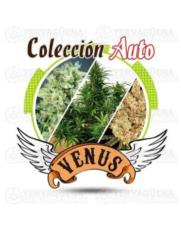 Colección AUTO Venus Genetics