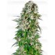 Big Bud Automatic Sensi Seeds Autofloreciente