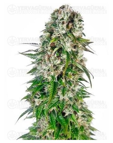 Big Bud Automatic Sensi Seeds Autofloreciente