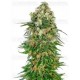 Shiva Skunk Automatic Sensi Seeds Autofloreciente