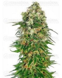 Shiva Skunk Automatic Sensi Seeds Autofloreciente