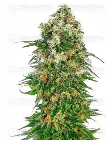 Shiva Skunk Automatic Sensi Seeds Autofloreciente