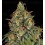Strawberry Akeil Serious Seeds