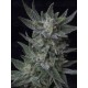 Auto Bubblegum T.H. Seeds