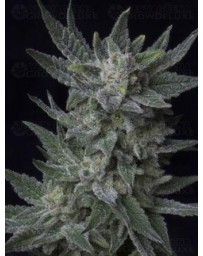 Auto Bubblegum T.H. Seeds