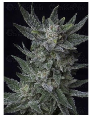 Auto Bubblegum T.H. Seeds