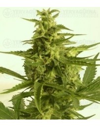 Auto Critical HOG T.H. Seeds