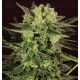 Auto MK-Ultra T.H. Seeds