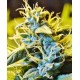 Auto Northern HOG T.H. Seeds