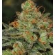 Bubblegum T.H. Seeds