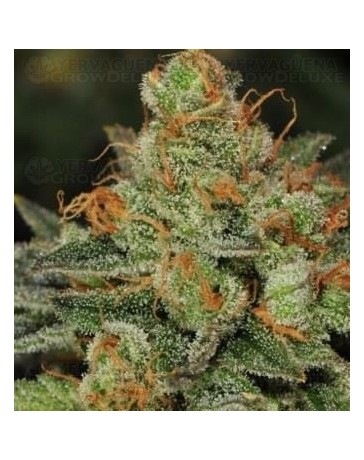 Bubblegum T.H. Seeds