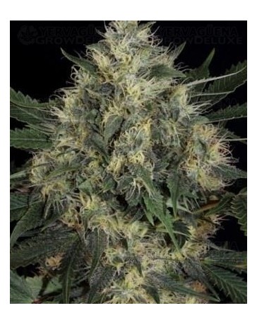 Chicle T.H. Seeds