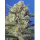 Crystal Candy F1 Fast Version Sweet Seeds