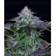 Dinamed Kush CBD Auto Dinafem Autofloreciente