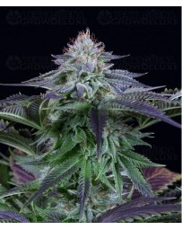 Dinamed Kush CBD Auto Dinafem Autofloreciente