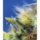 Sweet Pure Auto CBD Sweet Seeds Autofloreciente