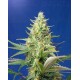 Sweet Pure Auto CBD Sweet Seeds Autofloreciente