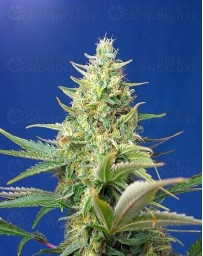 Sweet Pure Auto CBD Sweet Seeds Autofloreciente