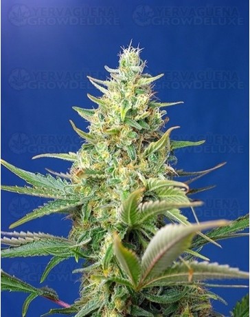 Sweet Pure Auto CBD Sweet Seeds Autofloreciente