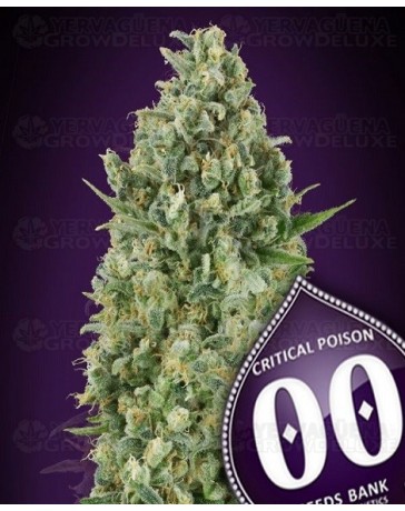 Critical Poison 00 Seeds