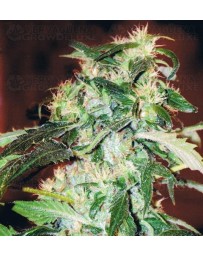 Jack 47 Sweet Seeds