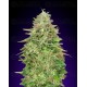 Critical Poison Fast Version 00 Seeds