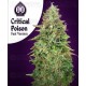 Critical Poison Fast Version 00 Seeds