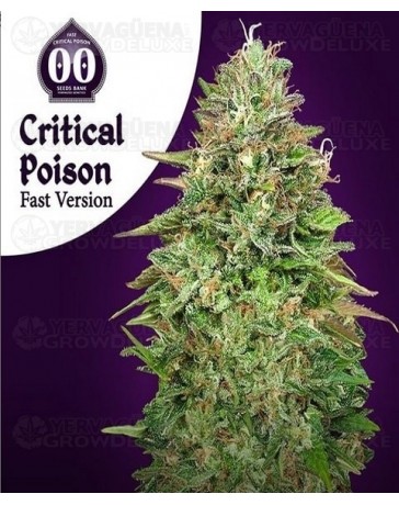 Critical Poison Fast Version 00 Seeds