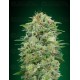 White Widow CBD 00 Seeds